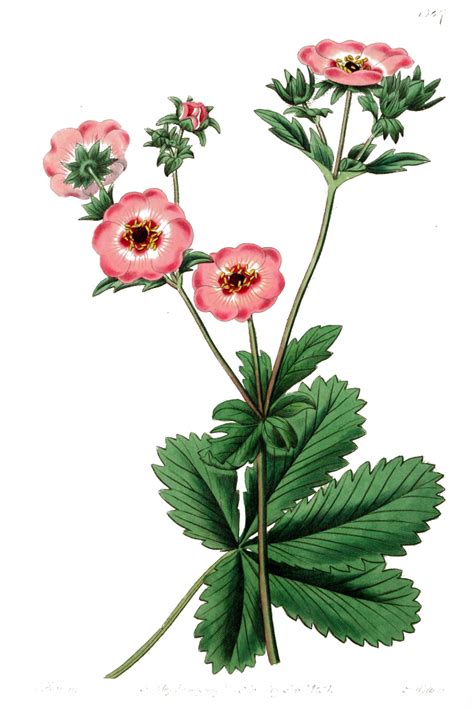 Vintage Botanical Print Pink Flower The Graffical Muse