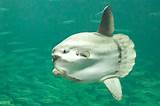 The ocean sunfish or common mola (mola mola) is one of the two heaviest known bony fishes in the world, the other being its congener, the southern sunfish (mola alexandrini). Ocean Sunfish