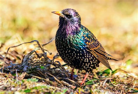 Starlings Are A Prime Example Of Rapid Evolution •