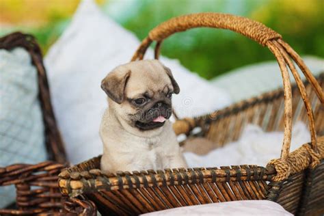 Beautiful Pug Dog Puppy In A Basket Outdoors On Summer Day Stock Image