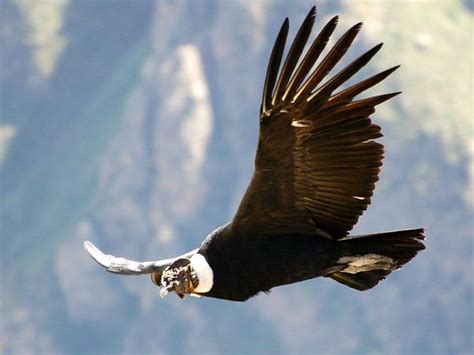 Andean Condor Worlds Largest Soaring Bird Andean Condor Can Fly 100