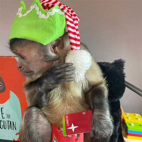 Georgie Boy On Instagram “merry Christmas 🎄 And Happy National Monkey