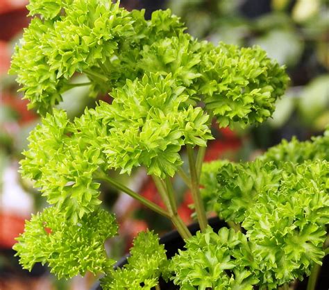 Young Curly Leaf Parsley Photograph By Belinda Lee