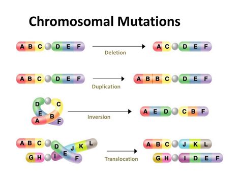 Ppt Chapter 13 3 Mutations Powerpoint Presentation Free Download Id 690040