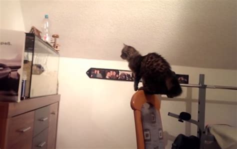 Funny Cat Jump Fail Video Boomsbeat