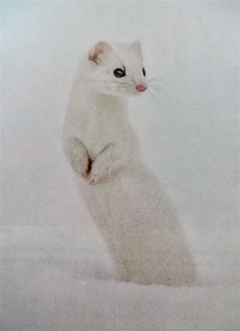 Ermine Yellowstone National Park Photo By Lance Gilliland Animals
