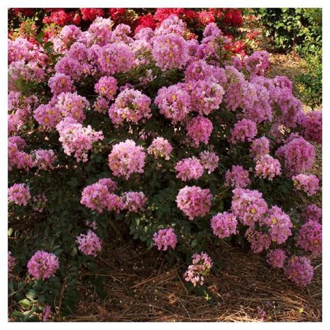 The fruit is sweet and 3 to 6 inches long. Dwarf Crepe Myrtle 'Pocomoke' 1pc - National Plant Network ...