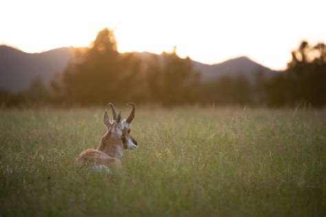 Pronghorn Meadow Sean Crane Photography