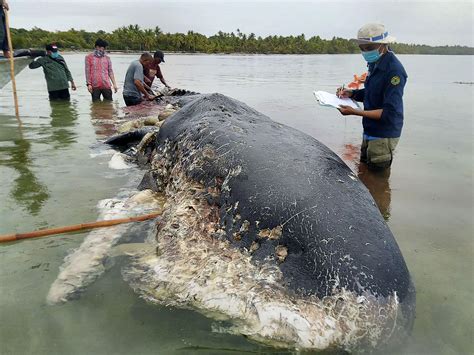 Plastic A Threat To Marine Life Dead Whale Found With Over 1000