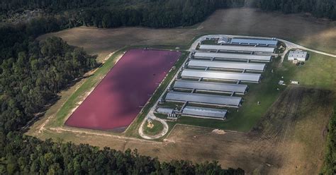 Cafos Concentrated Animal Feeding Operations Why Are They Bad