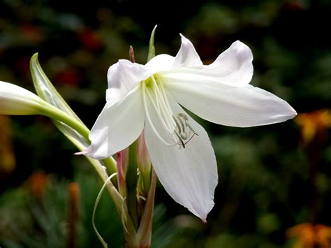 When given for a funeral, they extend your condolences to the family and. Macro Flowers Saturday - White Lilies