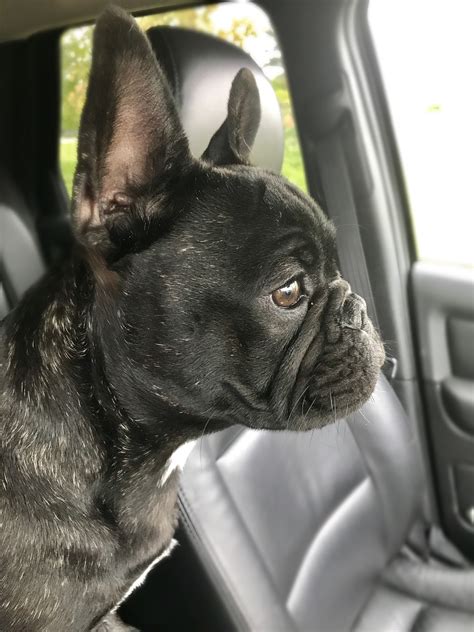 58,420 likes · 9,072 talking about this. French Bulldog - Playful and Smart | Bulldog puppies ...
