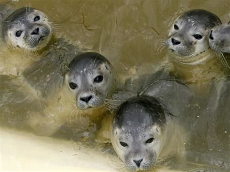 A los leones marinos se les conoce también como focas orejonas y se cree que son descendentes lobo marino en los cabos. Las focas y los leones marinos pudieron propagar la ...