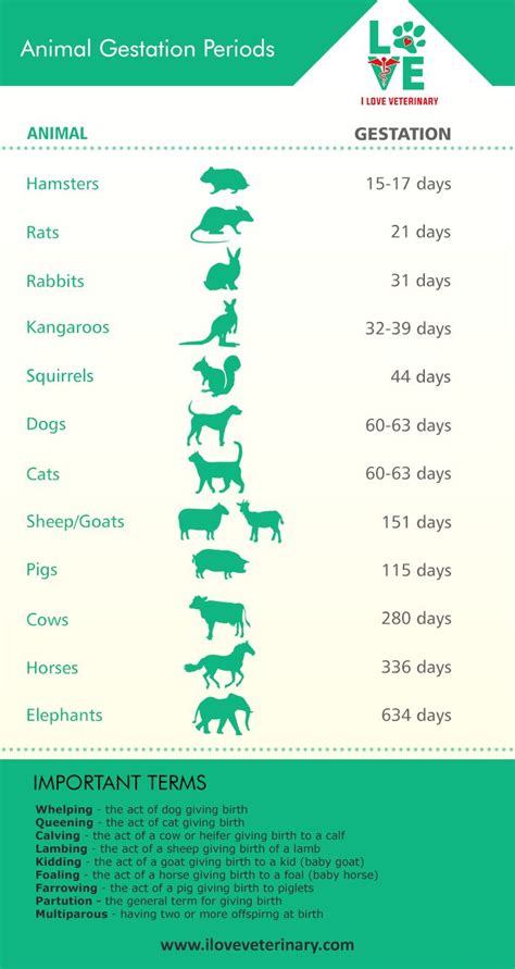 Animal Gestation Periods | Vet medicine, Veterinarians medicine, Veterinary