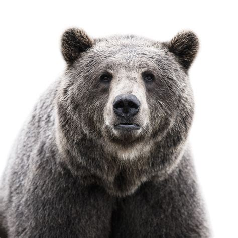 Animal Portraits on Behance