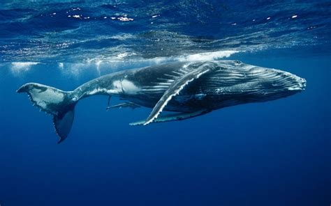 We're so used to animals with black eyes, but these are like human eyes. Nature notes: keep a keen eye for Humpbacks - Telegraph