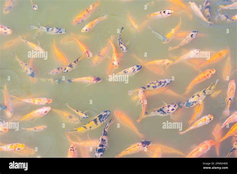 Top View Of Nile Tilapia Fish On Farm Waiting For Food In Aquaculture