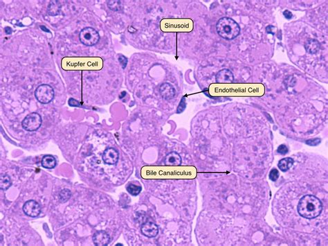 It performs 500 essential tasks, including detoxification, protein synthesis, and the classed as part of the digestive system, the roles of the liver include detoxification, protein synthesis, and the production of chemicals that help digest food. Histology - Liver Lobule - lobule and central vein and ...