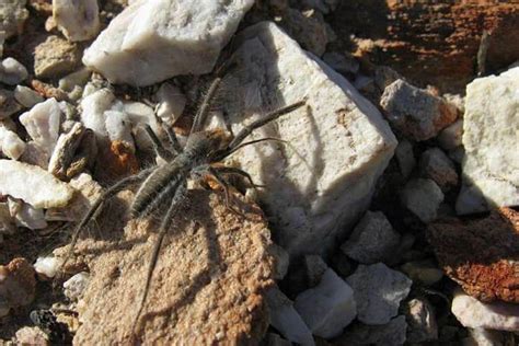 Photograph shows camel spiders found in iraq. 10 of the World's Largest Spiders