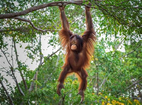 Bornean Orangutan Pongo Pygmaeus About Animals