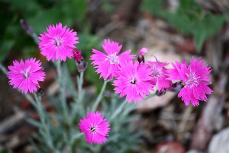 Pink Dianthus Flowers | Dianthus flowers, Pink dianthus, Flower garden