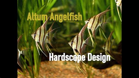 Biotope Inspired Angelfish Aquarium Youtube