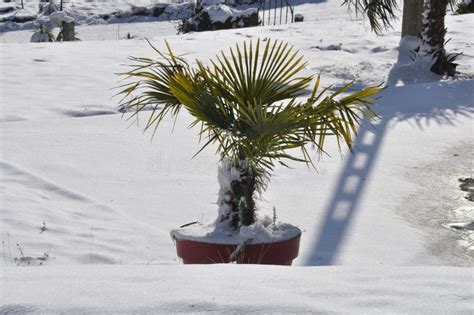 Palm Tree In The Snow Stock Photo Image Of Frost Temperature 249737932
