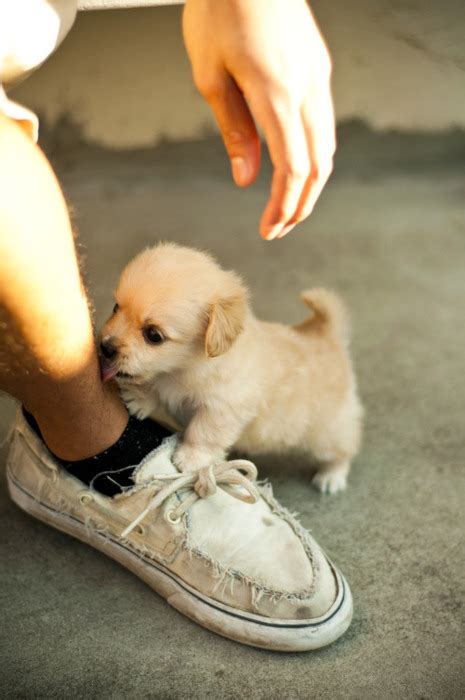 These 9 Tiny Puppies Will Surely Melt Your Heart Dogexpress