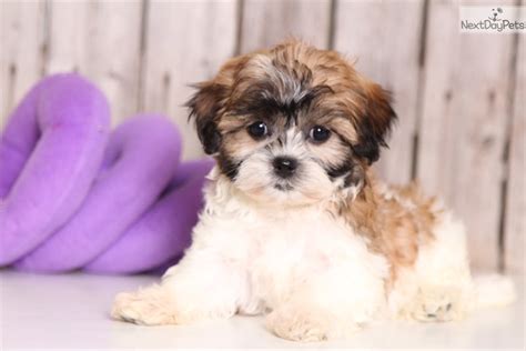 Cavachon and cavapoo puppies for sale with lots of beautiful pictures and descriptions. Gigi: Havapoo puppy for sale near Columbus, Ohio ...
