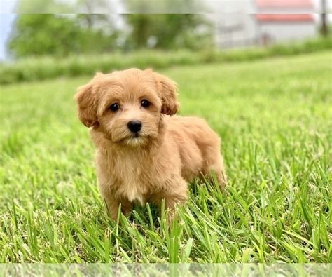 Nevertheless, if a havanese feels like the right choice for your next pet and travel companion. View Ad: Havanese-Poodle (Toy) Mix Puppy for Sale near ...