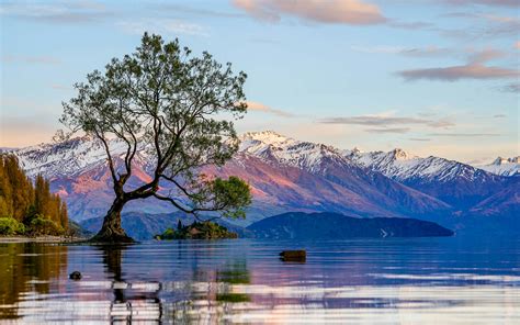 How You Can Help Protect New Zealands Most Famous Tree Lonely Planet