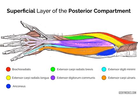 Posterior Superficial Muscles Of The Forearm Labelled Diagram Simplemed Forearm Muscles Muscle