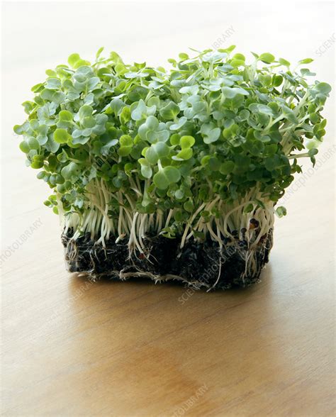 Cress Stock Image H1104578 Science Photo Library