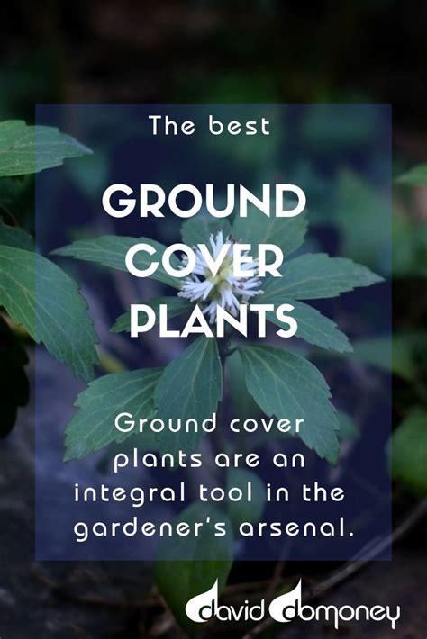 Best Ground Cover Plants David Domoney Best Ground Cover Plants