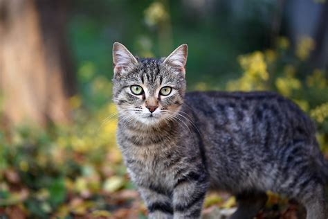 5 Top Tips For Keeping Your Cat Safe Outside Tractive