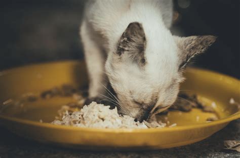 Cats should always be provided with cooked fish to minimise the risk of salmonella poisoning. Giving Rice To Cats: Is It A Good Idea? | HolidogTimes