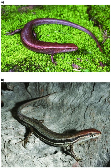 Common Garden Skink Are Skinks Good For Your Garden It Paused Just