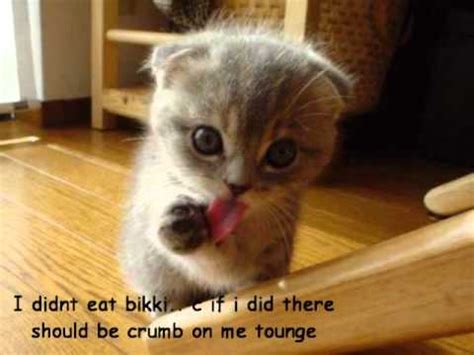 Maybe you would like to learn more about one of these? funny animals with cute captions - YouTube