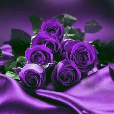 pin by jocelyn huff on purple freak purple roses purple flowers purple love