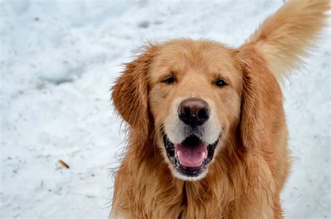 At any point pacific northwest doodles reserves the right to make changes to what girls we decide to breed, how many puppies we hold back from a litter for our program, and what stud dog we choose to breed to. Snow, Golden Retriever, Golden Retriever Puppy, Golden ...