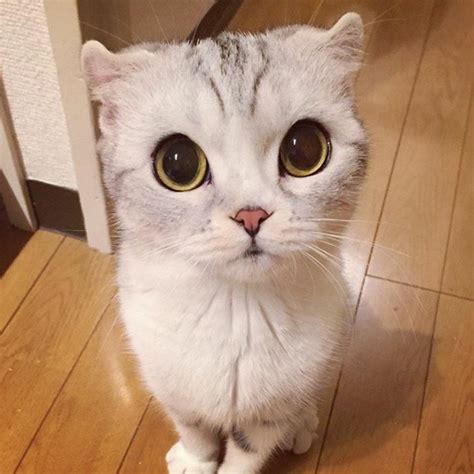 10 Photos Of Adorable Big Eyed Japanese Cat Hana