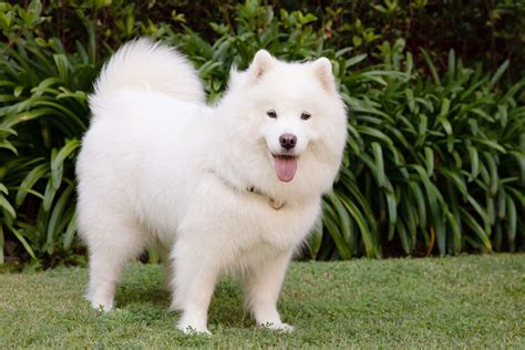 The 12 Fluffiest Dogs Ever