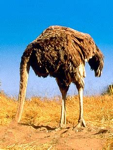 Why Ostriches Don T Bury Their Heads In The Sand And The Bizarre Truth Behind Other Great