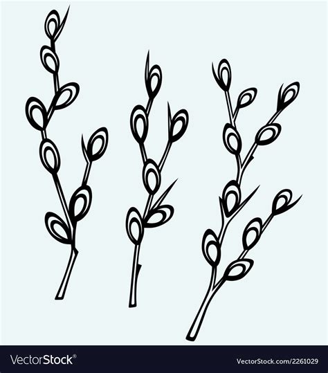 Pussy Willow Branches Royalty Free Vector Image