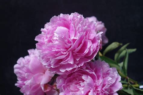 For this reason, we've decided to explore the meanings of seven of the most popular types of funeral flowers. Flower Meanings - flowerswithemily.com