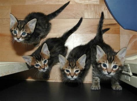 There is a related question, which i think should be linked, but doesn't exactly answer the question: Don't Make My Mistakes: Kittens Can and Will Mate - Catster