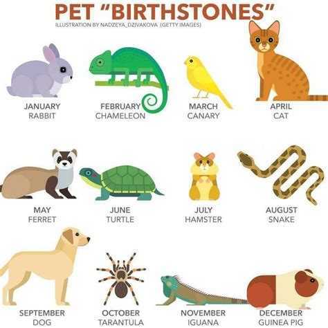 Which Is Your Animal Compared Your Birth Month Birth Month Symbols