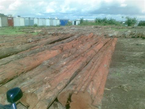 African Teak Wood By Galfenol Exim Pvt Ltd African Teak Wood From
