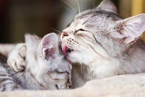Why Do Cats Lick Each Other 4 Main Reasons