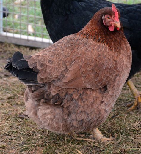 Heritage Chickens What Are The Breeds Backyard Chickens Learn How To Raise Chickens